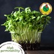 Set de seminte legume, sfecla rosie, patrunjel, morcov, rosii, castravete, ridiche, paprika, salata verde mix 8 pliculete