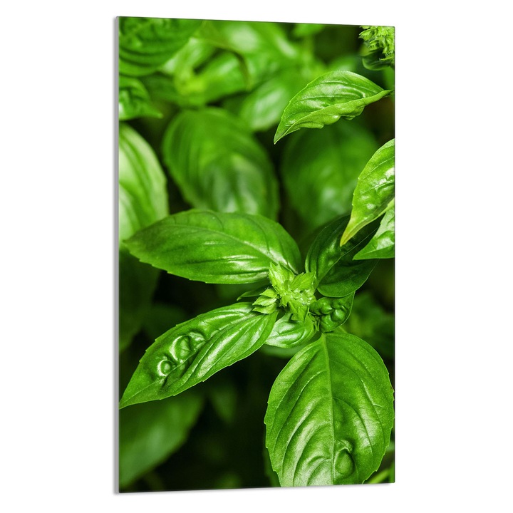 Кухненска дъска за рязане TMK, стъклена, правоъгълна, 30x52см