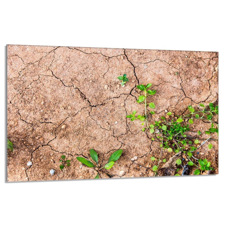 Placa de protectie sticla pentru aragaz 80x52cm Plants