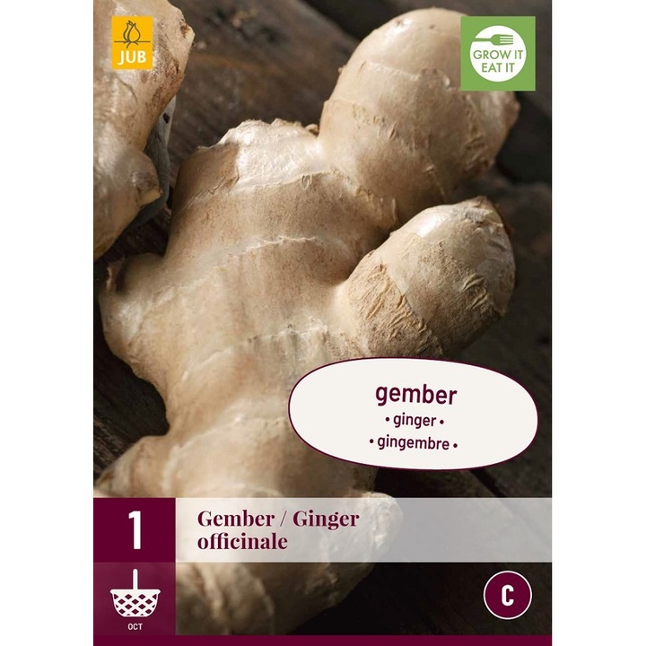 Rizom de radacina, Ghimbir Ginger Officinale, Jub Holland, 1 buc