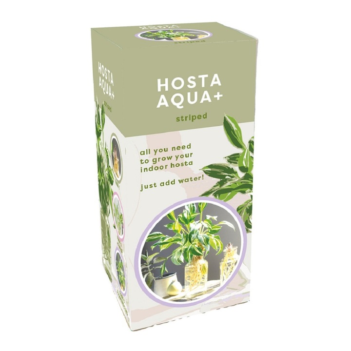 Set de crestere in apa Crin de Toamna Hosta Aqua - Striped, Jub Holland, 1 Buc