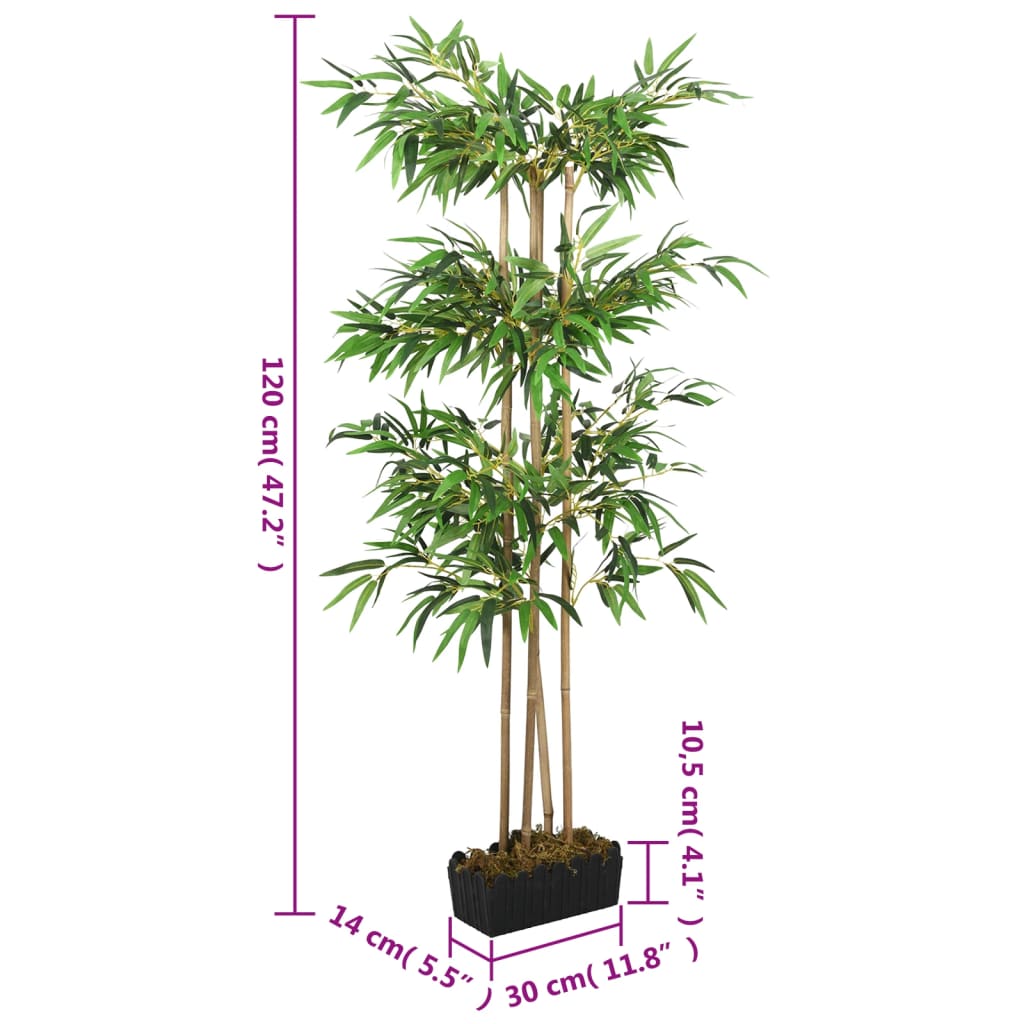 bambus steinbeet Bissetii Dwarf 3 Gallon (4'+ tall)