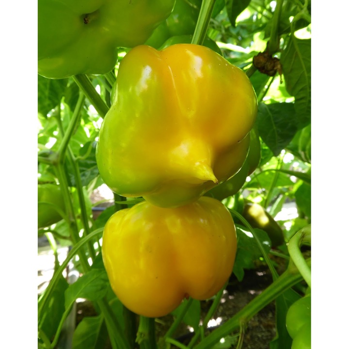 Gogosar paprika vetőmag "Topepo Giallo"
