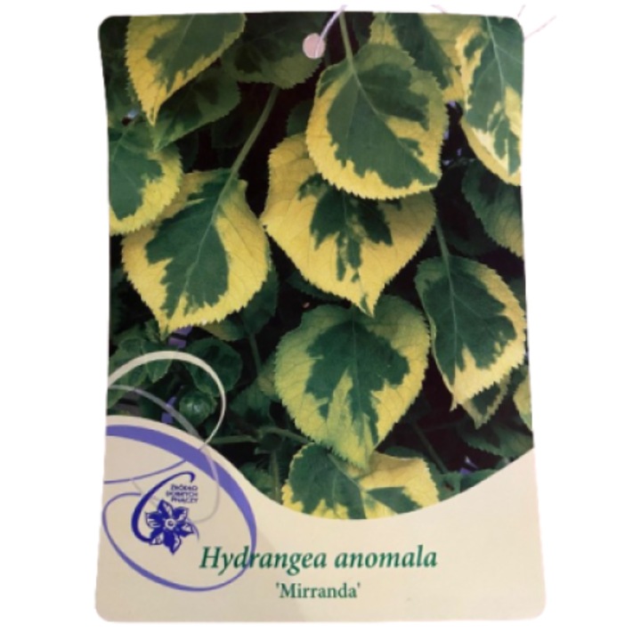 Hydrangea anomala Mirranda P9, Ghiveci 9cm