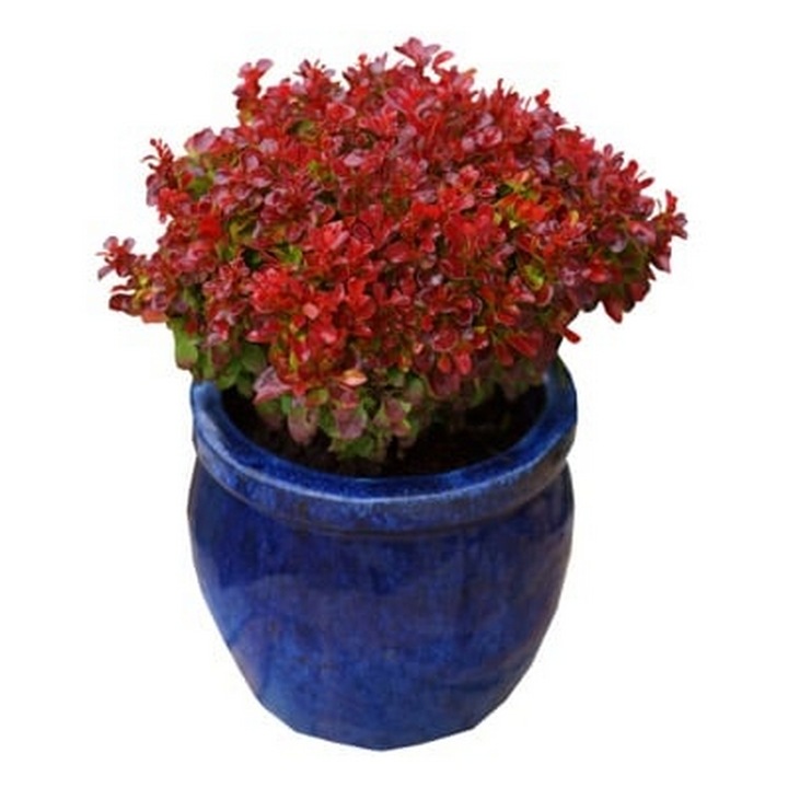 Arbust decorativ-Berberis Coronita