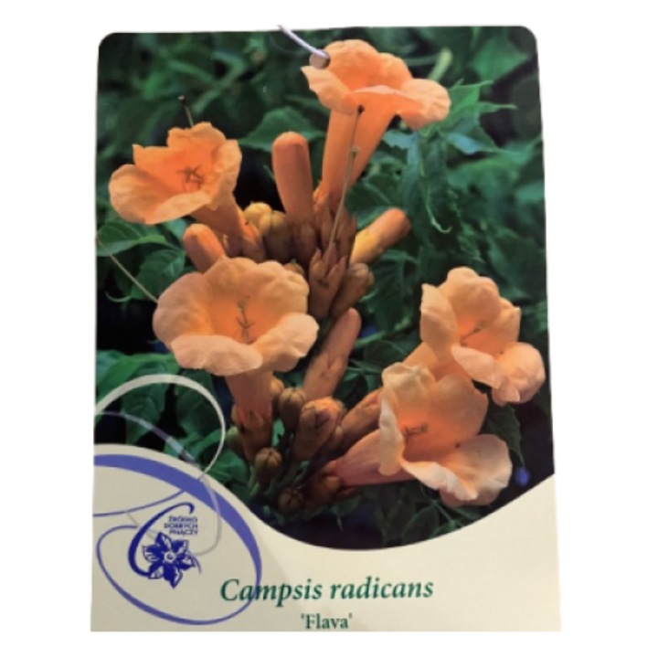 Campsis radicans Flava P9, Ghiveci 9cm