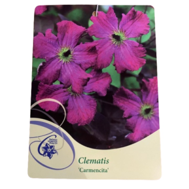 Clematita, Clematis Carmencita GV P9, Ghiveci 9cm