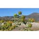 Grindelia mag, 0,5 gramm