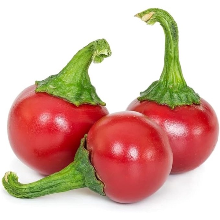 Chili paprika vetőmag "Koral"