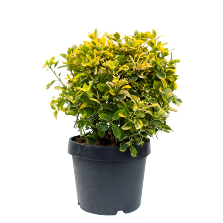 Planta ornamentala-Euonymus Japonicus Elegant Aureus 40/60-Planta Terra
