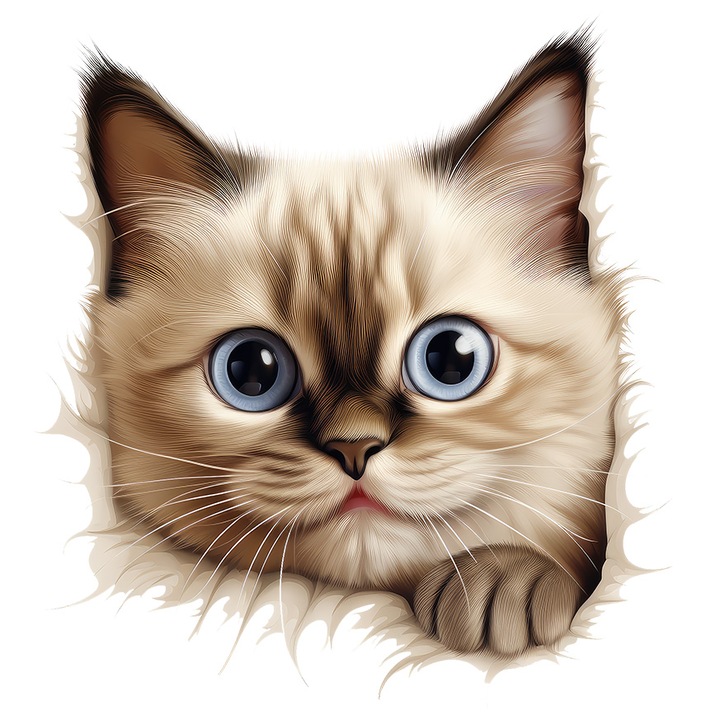 Sticker cu o pisica Birmaneza socata, ilustratie, priveste uimita, putin speriata, pentru iubitorii de pisici, felina, cu Margini Albe, PVC Vinyl 23 cm