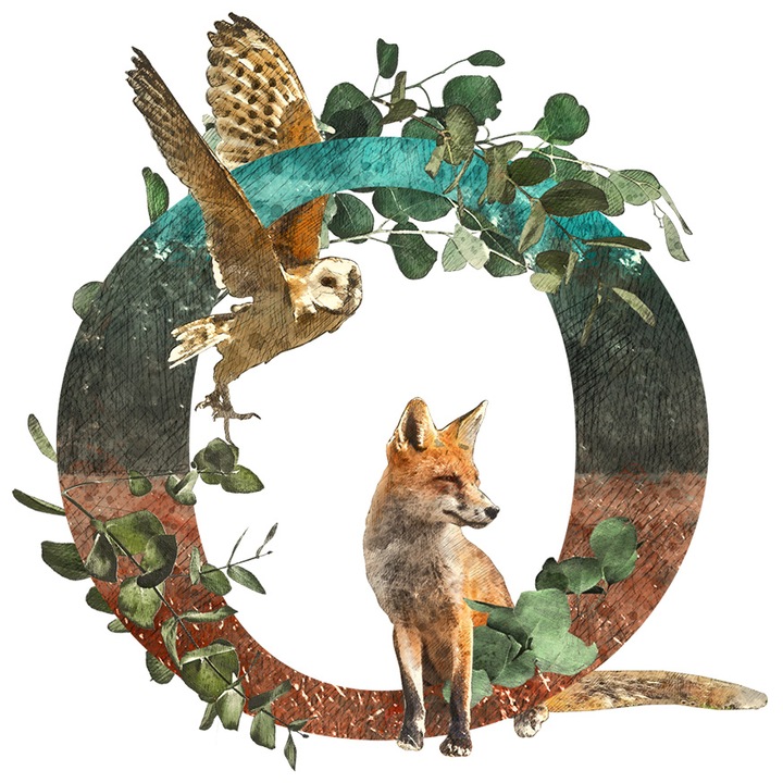 Sticker Cu Litera, O, Vulpe, Bufnita, cu Margini Albe, PVC Vinyl 15 cm