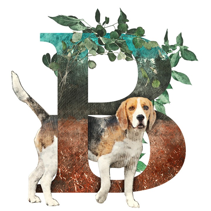 Sticker Cu Beagle, Catel, Litera, B, Frunze, cu Margini Albe, PVC Vinyl 10 cm