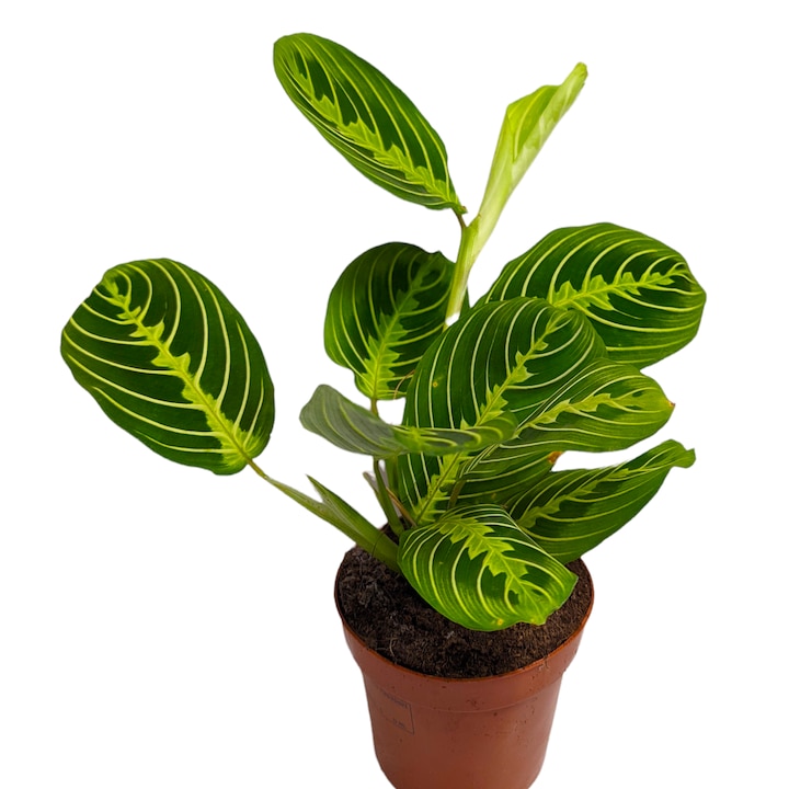 Planta Rugaciunii sau Maranta leuconeura Lemon Lime (Calathea leuconeura), Ø ghiveci 12 cm, H 20-35 cm