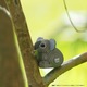 Puzzle 3D Eugy, Koala, carton reciclat, pentru copii 6+ ani