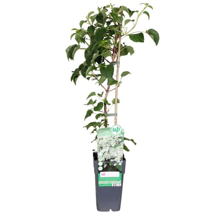 Цъфтящо растение-Hydrangea Anomala Petiolaris-Planta Terra