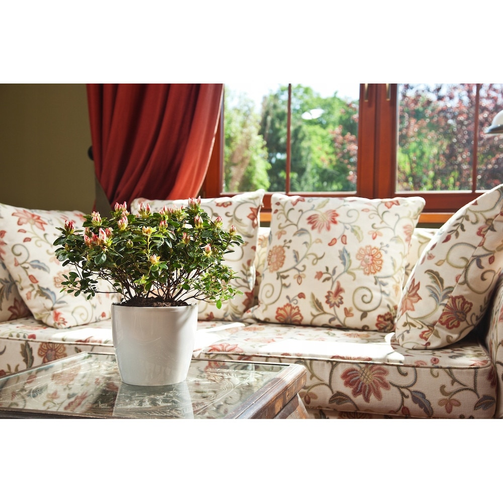 Macetero Plástico Lamela Magnolia 30 X 30 X 26 Cm Verde Claro con