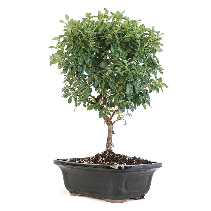 Arbust bonsai-Cotoneaster Bonsai-Planta Terra