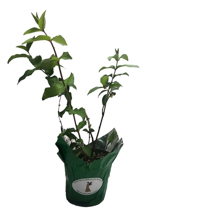 Декоративен храст-Deutzia Scarba Candidissima -Planta Terra