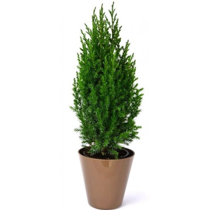 Ienupar chinezesc-Juniperus Chinensis-Planta Terra