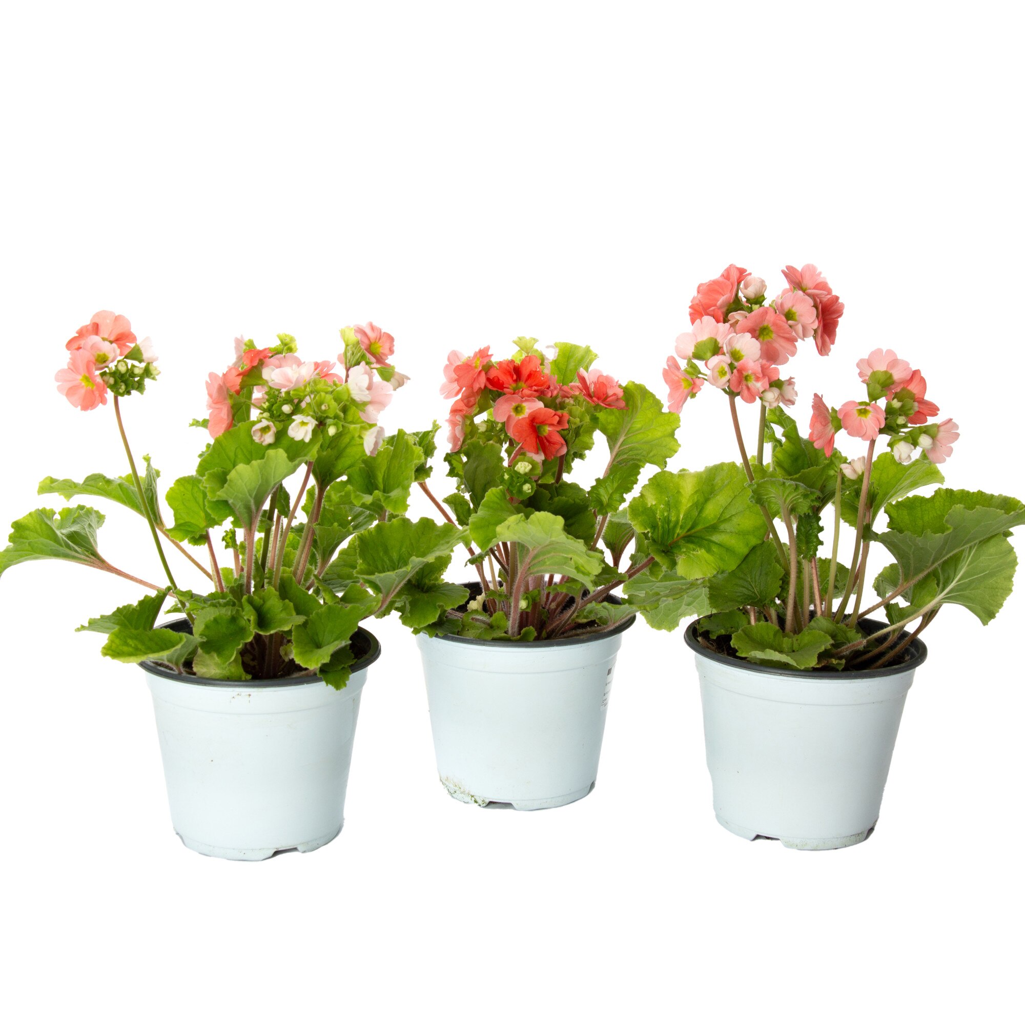 Planta Roz Primula roz deschis, Primula obconica, planta naturala decorativa, in ...