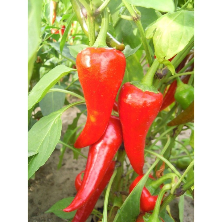 Chili paprika magok "Cyklon"