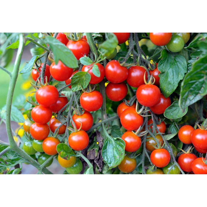 Cseresznye paradicsom vetőmag "Red Cherry"