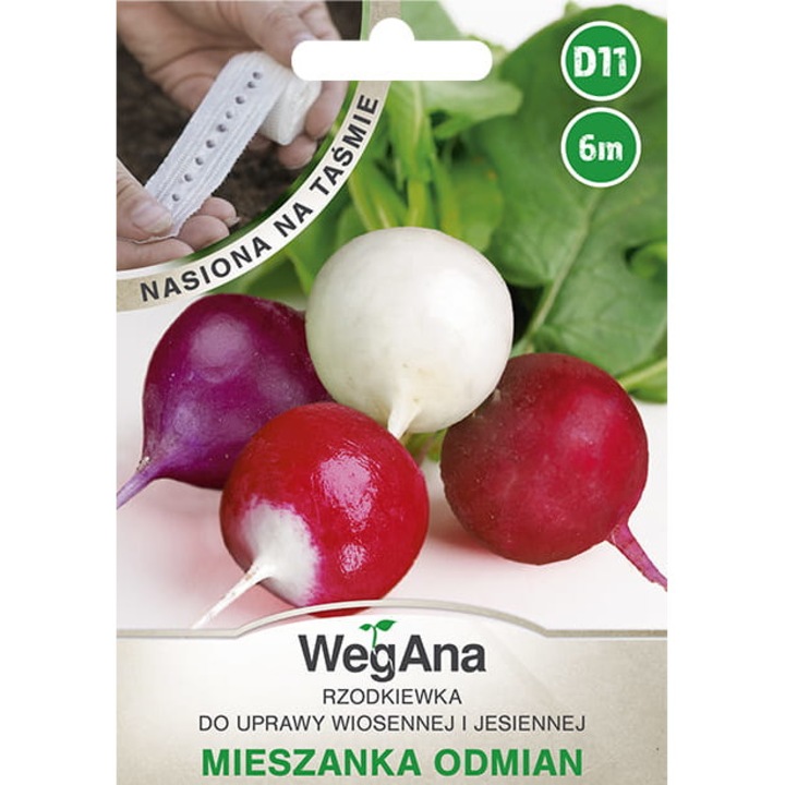 Seminte de gradina, Seminte de ridichi, multicolor, 10g, pentru cultivare de iarna si primavara, calitate superioara, seminte premium, seminte de top