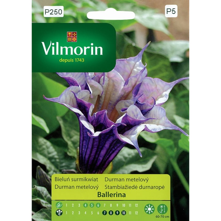 Datura Surmiflower Balerina mag 5 db mag - VILMORIN