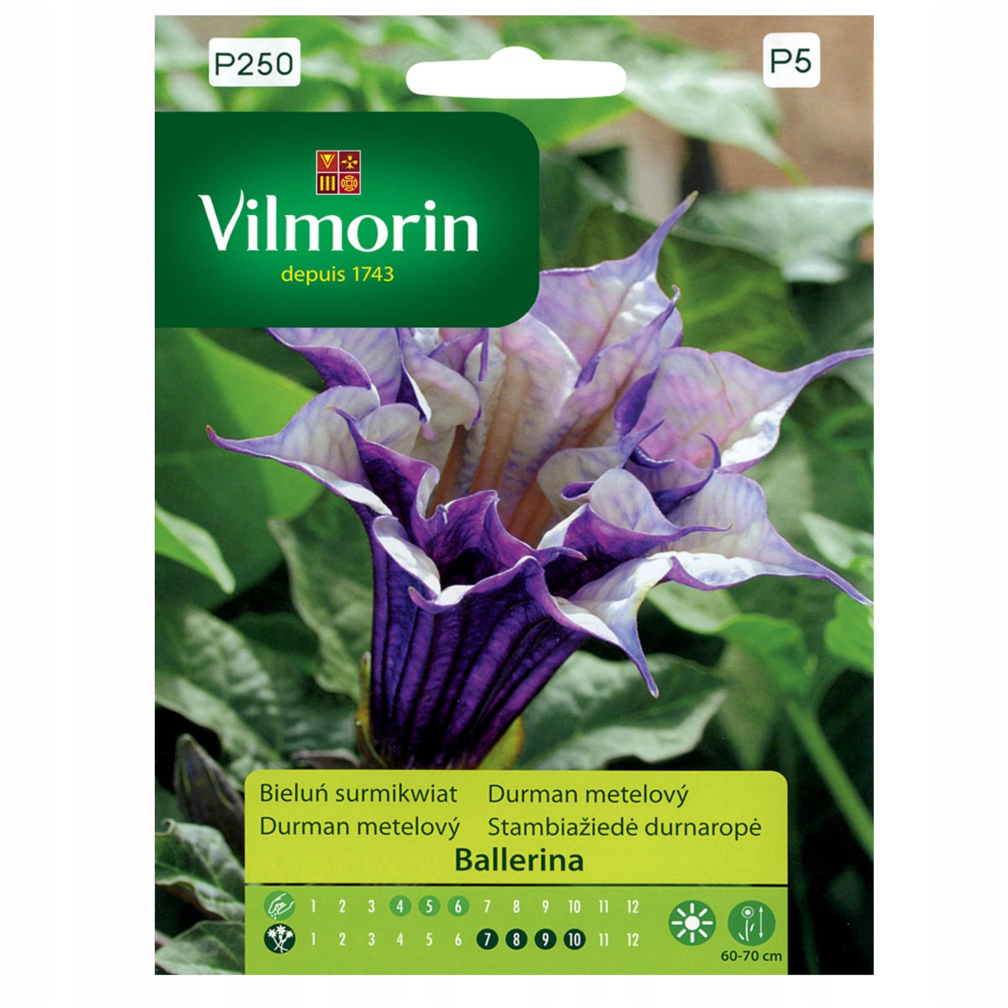 Seminte de gradina, Datura Surmiflower Balerina seminte 5 buc