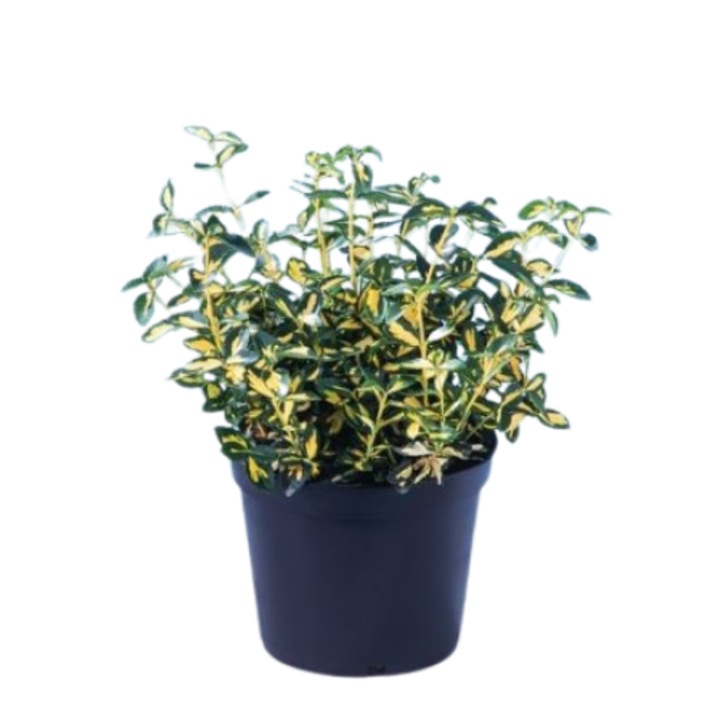 Planta ornamentala-Euonymus Fortunei Sunspot-Planta Terra