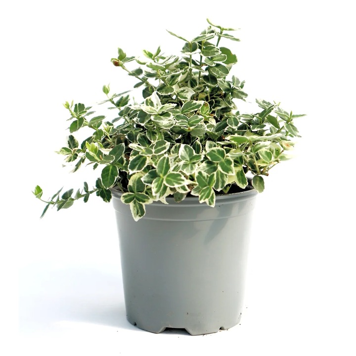 Planta ornamentala-Euonymus Fortunei Emerald Gaiety-Planata Terra