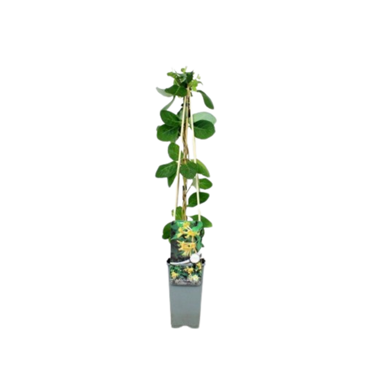 Iedera-Lonicera Tellmanniana-Planta Terra