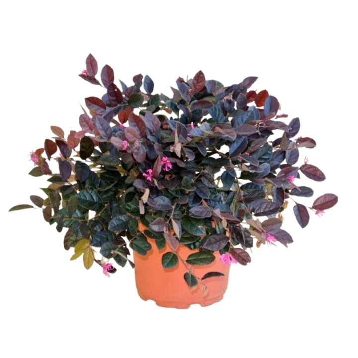 Planta ornamentala-Loropetalum Black Pearl tufa-Planta Terra