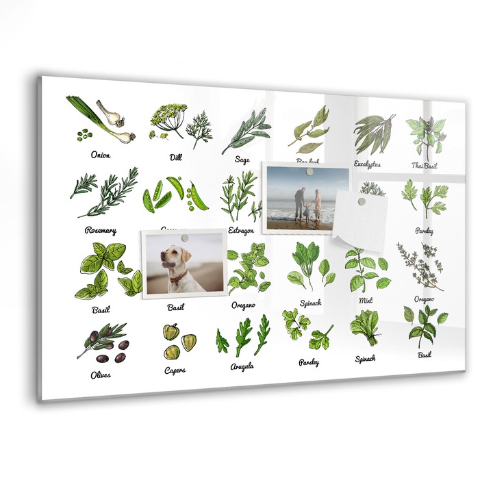 Tabla magnetica, Coloray, Tipuri de copaci, Verde, 60 x 40 cm, Magneti, Marker negru, 010640700010300260225