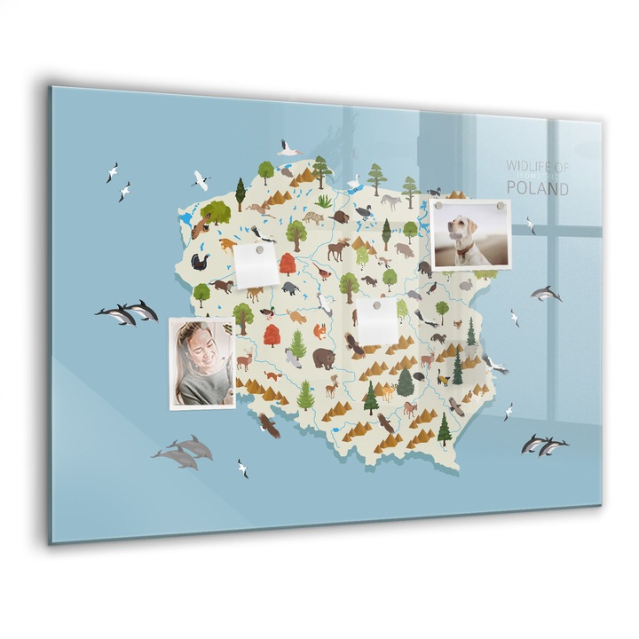 Mágneses tábla, Coloray, Lengyel állattérkép, Többszínű, 100x70 cm, Fekete marker, 00088428