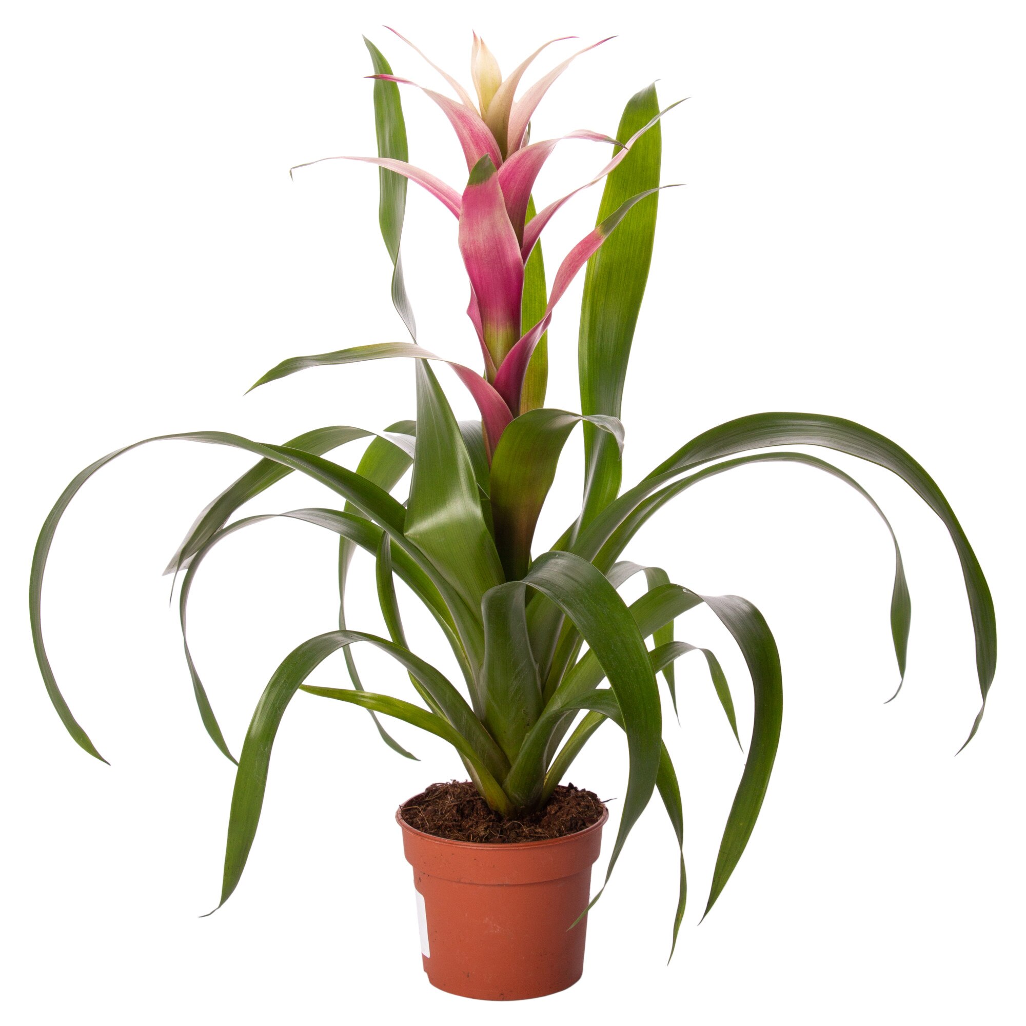 Planta Roz Mix 2 x Bromelia roz, Guzmania lingulata, planta naturala decorativa ...
