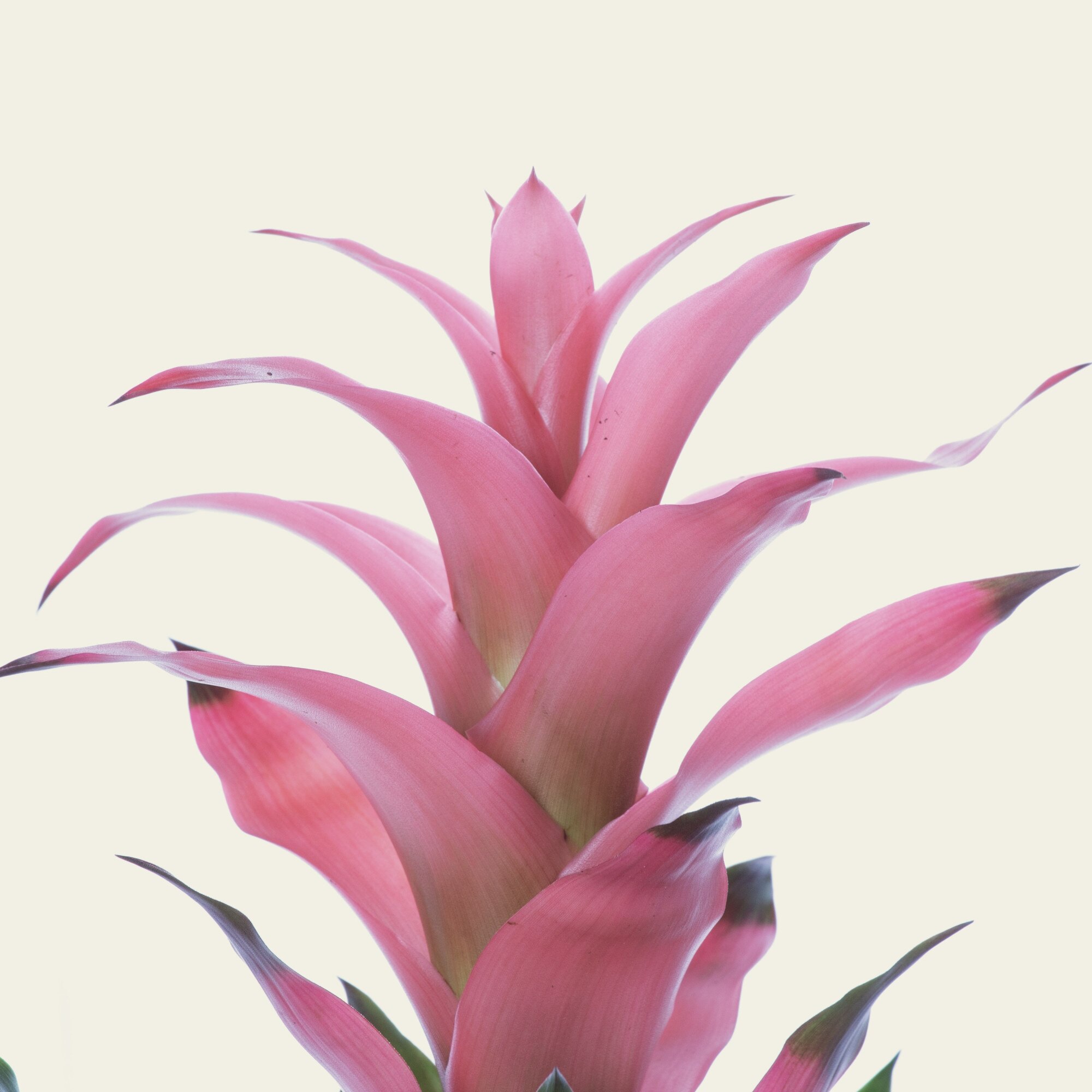 Planta Roz Mix 3 x Bromelia roz, Guzmania lingulata, planta naturala decorativa ...
