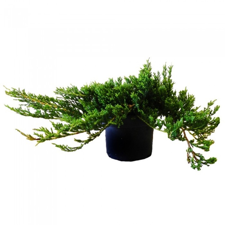 Декоративно растение-Хвойна-Juniperus Virginiana Grey Owl-Planta Terra