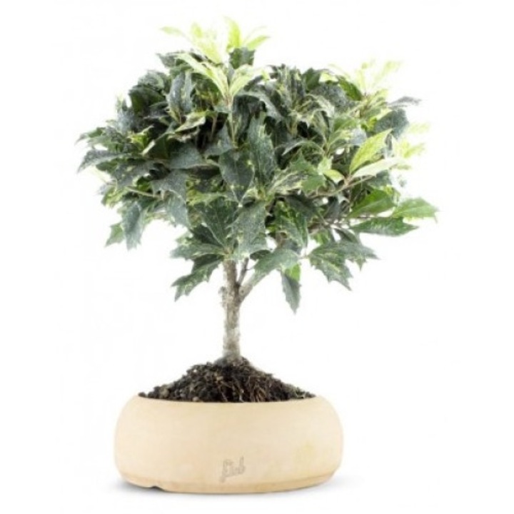 Arbust decorativ-Osmanthus Tricolor Bonsai-Planta Terra