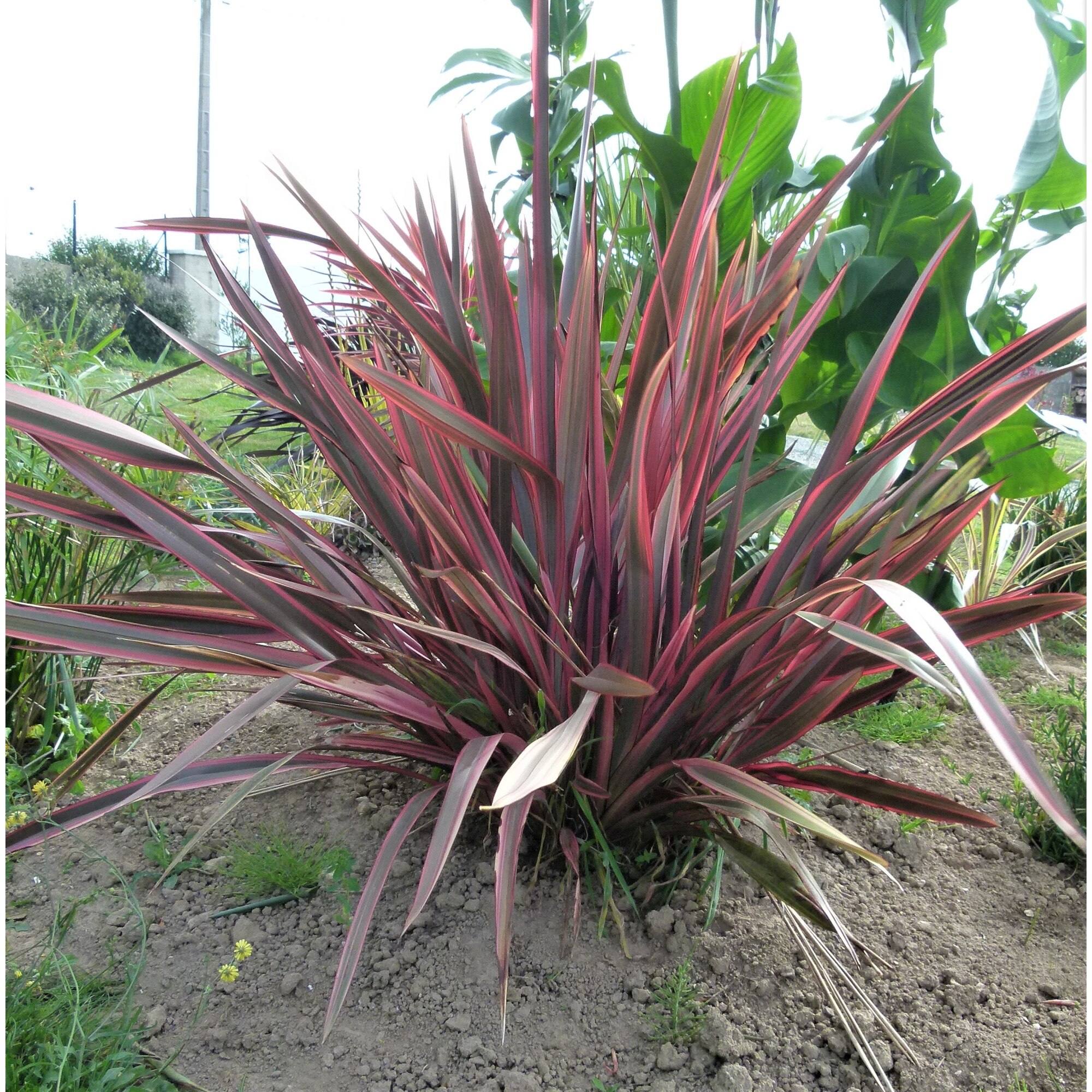 Planta ornamentala-Phormium Pink Stripe-Planta Terra - eMAG.ro