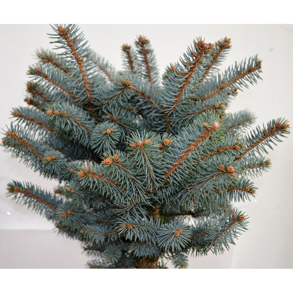 Conifer-Picea Pungens F.Glauca 26 L-Planta Terra - eMAG.ro