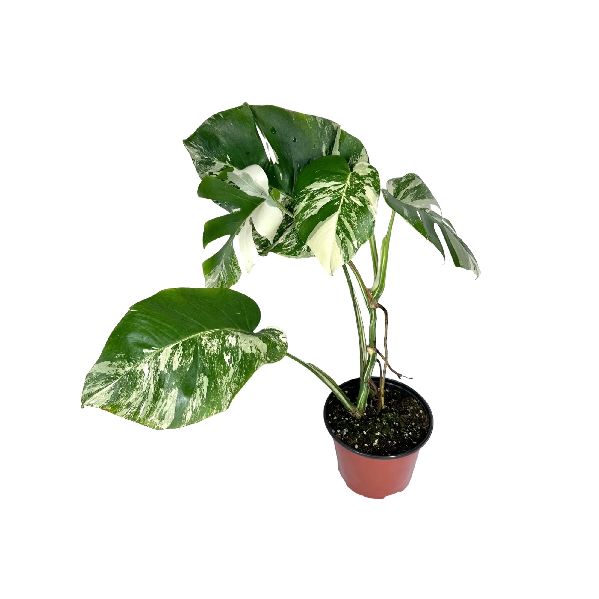 Termszetes nvny Monstera Deliciosa Variegata, cserp  17 cm, H 45 cm -  eMAG.hu