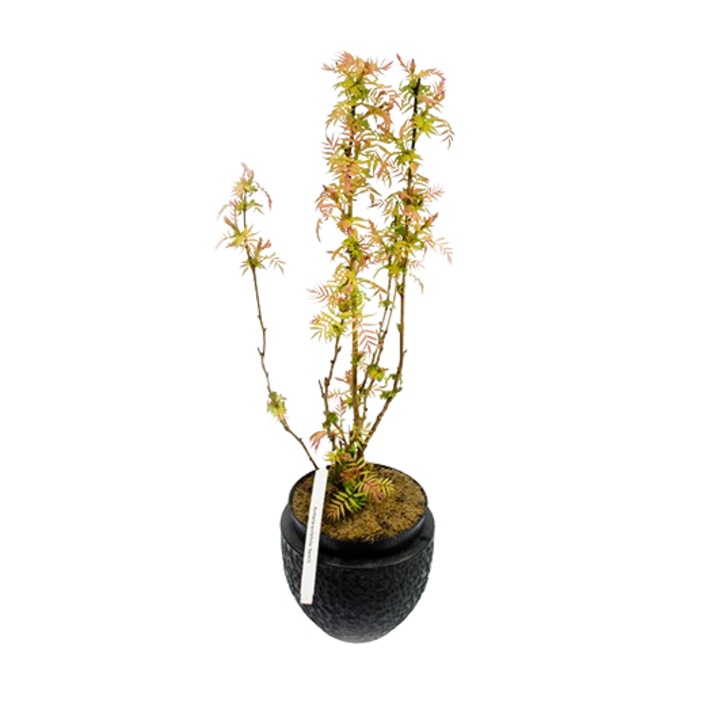 Декоративен храст-Sorbaria Sorbifolia-Planta Terra