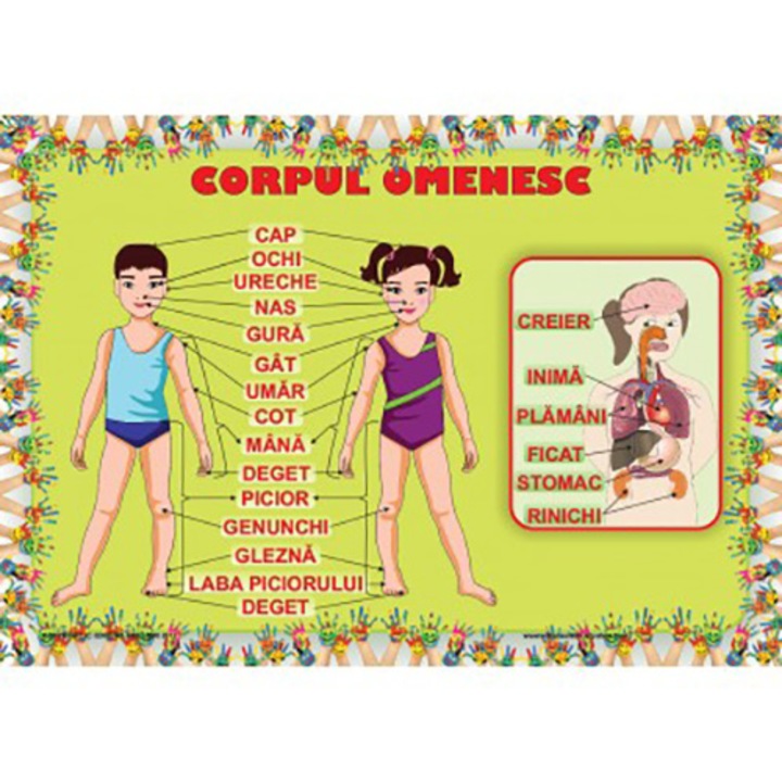 Plansa - Corpul omenesc (plansa 50x70cm)