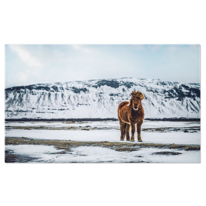 Tablou Canvas Cal islandez frumos privire fermecatoare in peisajul idilic al campului. 40x25CM