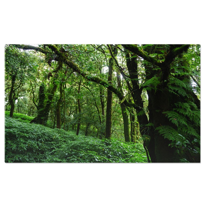 Tablou Canvas Padure tropicala Plina de Viata in Parcul National Doi Inthanon Verdeata si Bogatie Vegetala in Chieng Mai 100x70CM