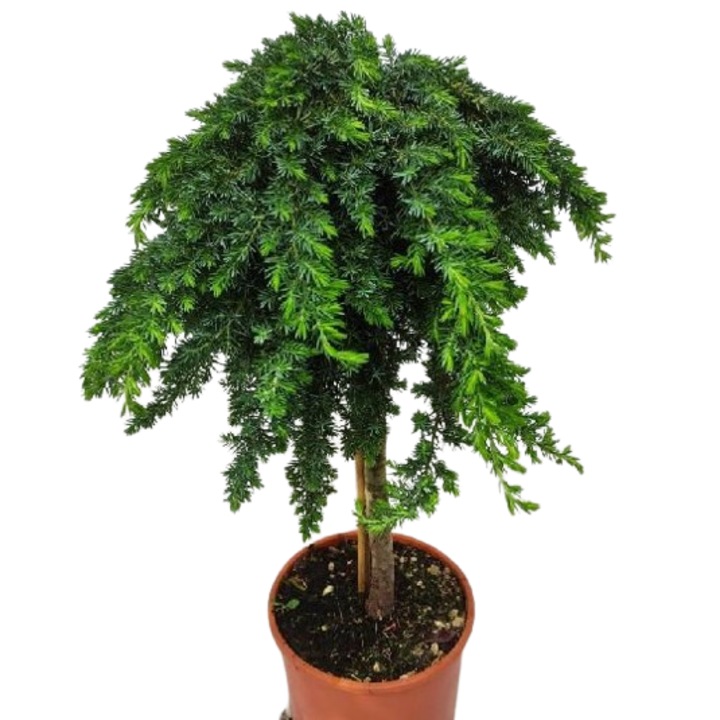 Planta decorativa, Ienupar, Juniperus Blue Pacific 1/2, Planta Terra