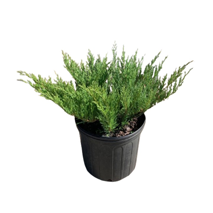 Декоративно растение, Хвойна, Juniperus Andorra, Planta Terra