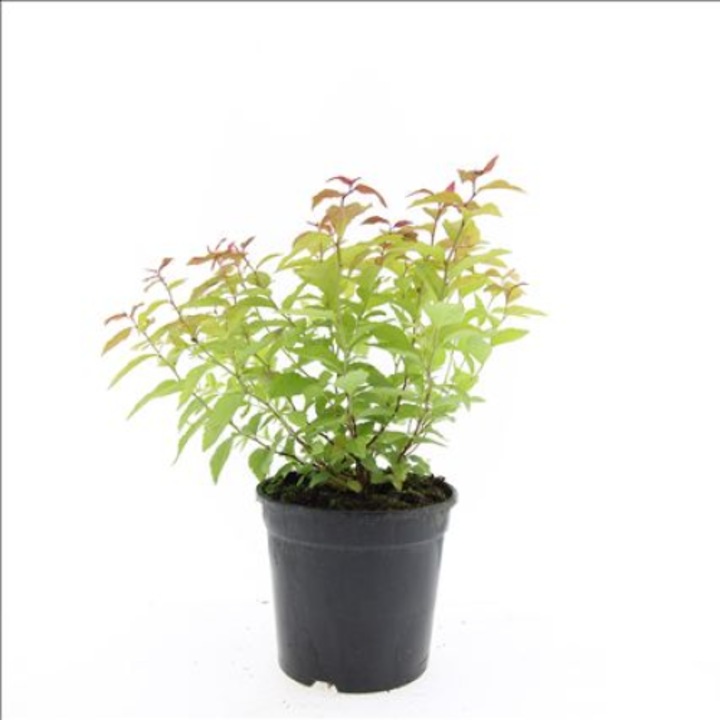 Arbust ornamental, Spiraea Japonica Goldflame, Planta Terra